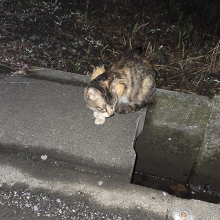 とても痩せている野良猫の里親になっていただける方