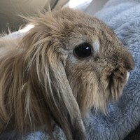 プリン
