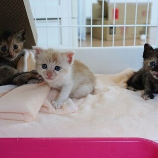 手の平サイズの小さな3姉妹です