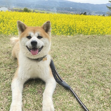 菜の花畑