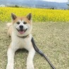 菜の花畑