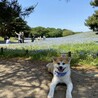 ネモフィラ畑