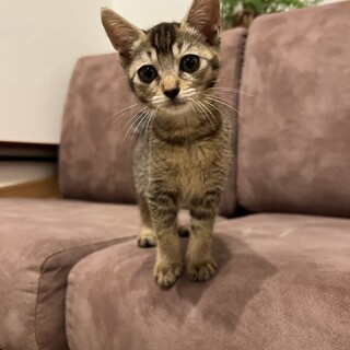 仲良しキジトラ兄妹⭐︎