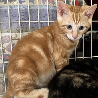 アメショー似の模様、茶トラ3ヶ月男の子