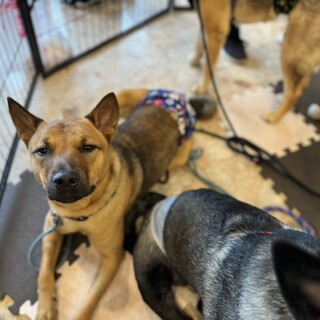 【バベシア症】トシ⭐︎人間大好き！甘えたさんです