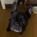 フレンチブルドッグ男の子