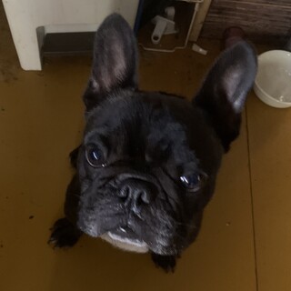 フレンチブルドッグ男の子