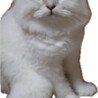 決定しました、ありがとうございました。 サムネイル2