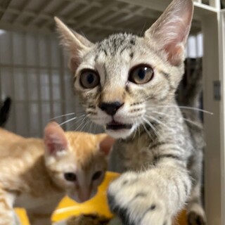 おっとり遠慮しがちな女の子♡紅はるか