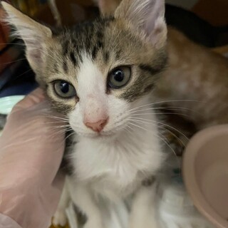 好奇心旺盛！優しい性格の鳴門金時