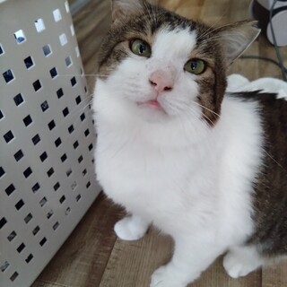 大きなからだの超甘えん坊キジシロ君