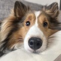 【シェルティ・オス・３歳】人懐こく甘えん坊です