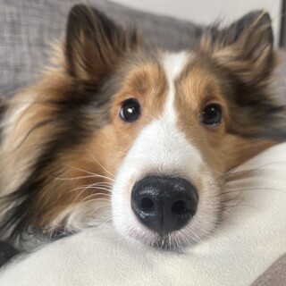 【シェルティ・オス・３歳】人懐こく甘えん坊です