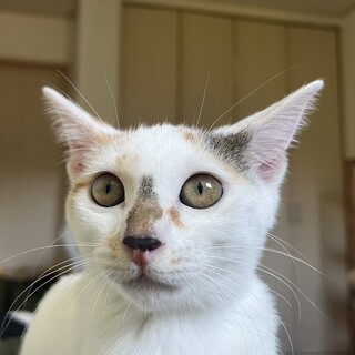 顔が綺麗な女の子のミケちゃんです‼︎家族募集中‼︎