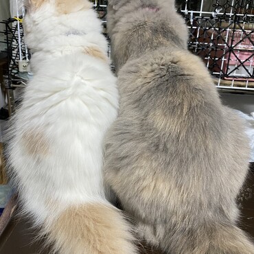 小鳥を眺める二匹