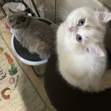 早くご飯ちょうだい