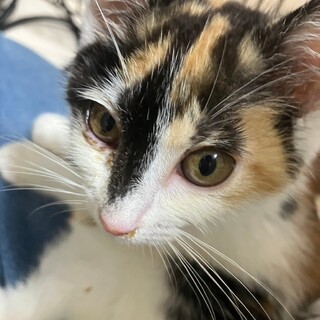 ポテポテ歩きの甘えん坊♪スイカヘルメット柄☆アオミ