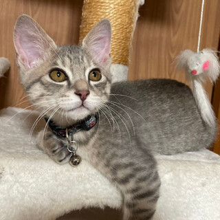 募集停止キジトラでかまちょくん⭐️リヒト