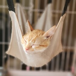 203回　保護猫カフェQsmet（くすめっと）　定例里親譲渡会