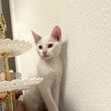 ブルーアイの甘えん坊♡もち君