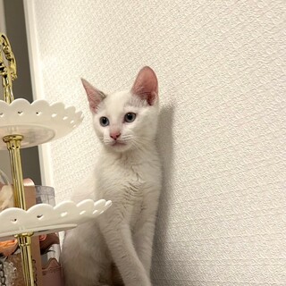 ブルーアイの甘えん坊♡もち君