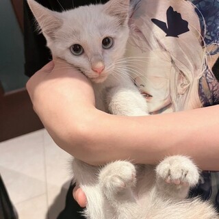 甘えん坊♡ブルーアイのゆきちゃん