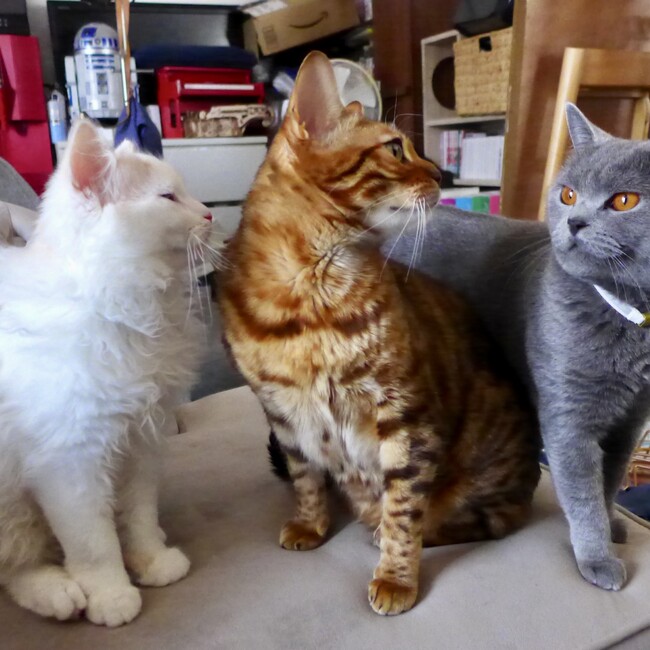 ヒロップ！のカバー写真