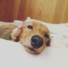 ほしし
