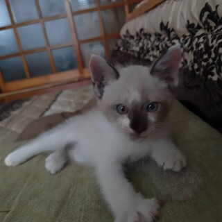 里親募集してます！