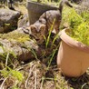 どなたか子猫いりませんか？ サムネイル3