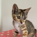 ひとりぽっちで遺棄されてた子猫ちゃん♀