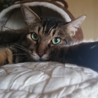 生まれた時から室内飼で大人しく寂しいとそばで寝ます