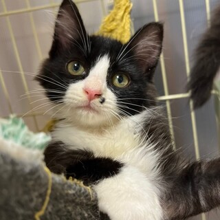 ハチワレ男の子『ぽっち』