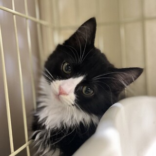 長毛ハチワレ男の子『はっち』