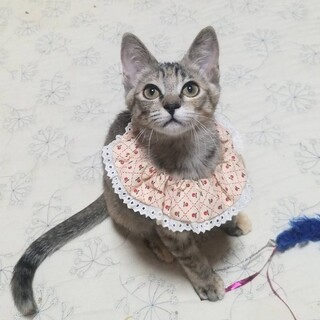 【8/4東銀座】すずちゃん★３ヵ月♪