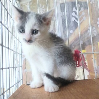 【8/4東銀座】花ちゃん★３ヵ月♪