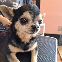 アニマルサポートわんわんわん譲渡会 サムネイル2