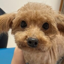 アニマルサポートわんわんわん譲渡会 サムネイル3