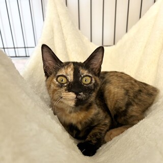 【8/18東銀座】ねね子ちゃん★4ヵ月♪