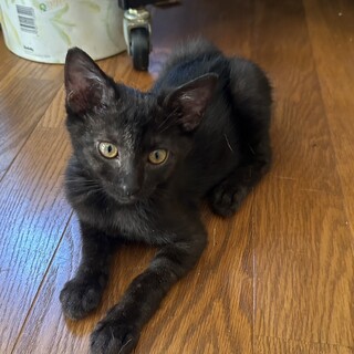 ありがとうございました★優しい黒猫　コナちゃん