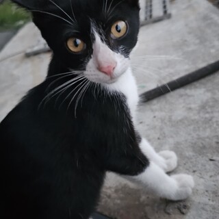 甘えん坊の生後3ヶ月後半の♀猫ちゃん