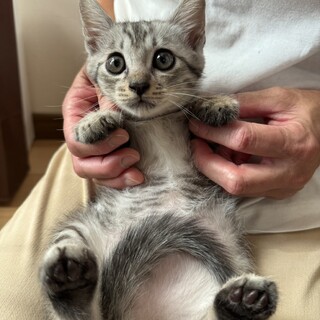 人懐っこい可愛らしい男の子