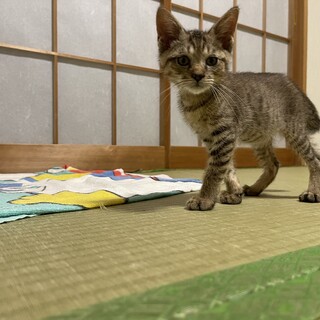 生後3ヶ月のオス猫の里親様を募集いたします