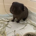 モルモットオス