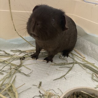 モルモットオス