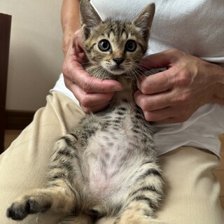 人懐っこい女の子