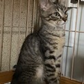 賢いキジっ子