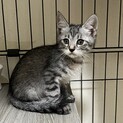 銀之助　可愛い5兄妹子猫の里親さん募集中