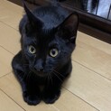 無邪気で甘えん坊や♡可愛い黒猫♡4ヶ月のオリバー