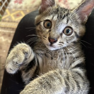 ありがとうございました★抱っこ大好きキジ虎フォーク